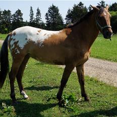 Anden særlig race magnus