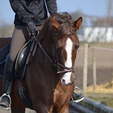 Anden særlig race Storm