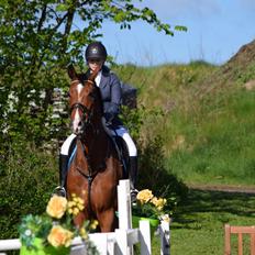 Dansk Varmblod HOLMGÅRDS QUILET