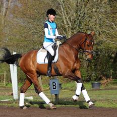 Dansk Varmblod Thybo's l'easter