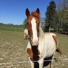 Anden særlig race Ramon (Monse)