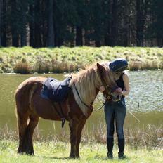 Islænder Halla fra Skovbogård