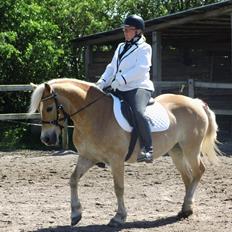 Tyroler Haflinger Rowina