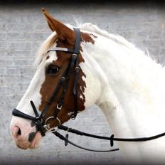 Anden særlig race Chamieka