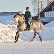 Fuldblod (XX) Lancelot 