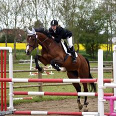 Hollandsk Varmblod Umarla