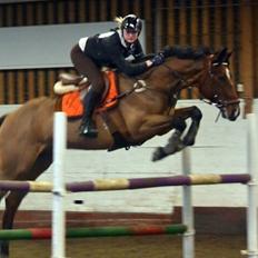 Tysk Varmblod Pajero