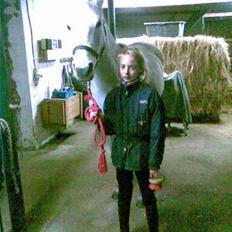 Arabisk fuldblod (OX) Shams Shamilah