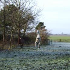 Arabisk fuldblod (OX) Shams Shamilah