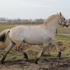 Fjordhest Trutti