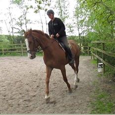 Dansk Varmblod Copycat H. "Mini"