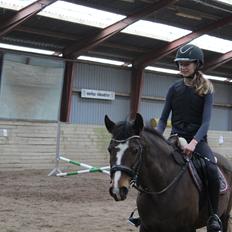 New Forest Equile's Maurita