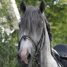 Pura Raza Española Urbano XVIII