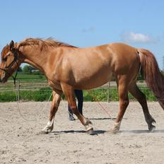 Anden særlig race Ibi