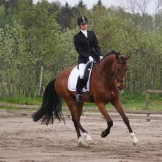 Dansk Varmblod A.B. Chico