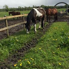Anden særlig race Jokke