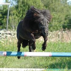 Shetlænder Hamilton <3