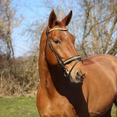 Dansk Varmblod Vinon