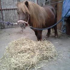 Shetlænder maddy
