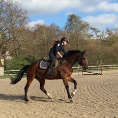 Dansk Varmblod Alicia