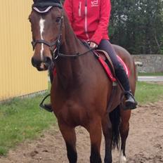 Dansk Varmblod Alicia