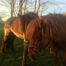 Islænder Baldi fra Hindø