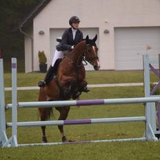 Dansk Varmblod HOLMGÅRDS QUILET