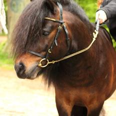 Shetlænder Dalbo's Warrior RIP 7/12-2016