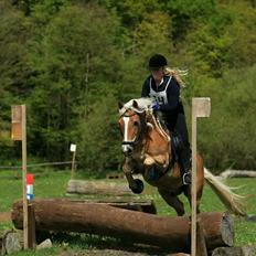 Haflinger Blue Star <3