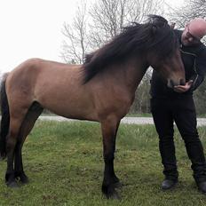 Islænder Fálki fra Teland