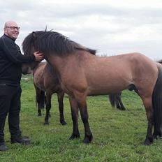 Islænder Fálki fra Teland