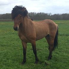 Islænder Fálki fra Teland