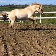 Fjordhest Munkegårdens sille