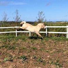 Fjordhest Munkegårdens sille