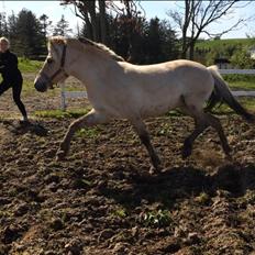 Fjordhest Munkegårdens sille