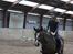 New Forest Equile's Maurita