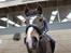 New Forest Equile's Maurita