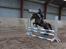 New Forest Equile's Maurita