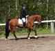 Hollandsk Varmblod Amerette V.D.W