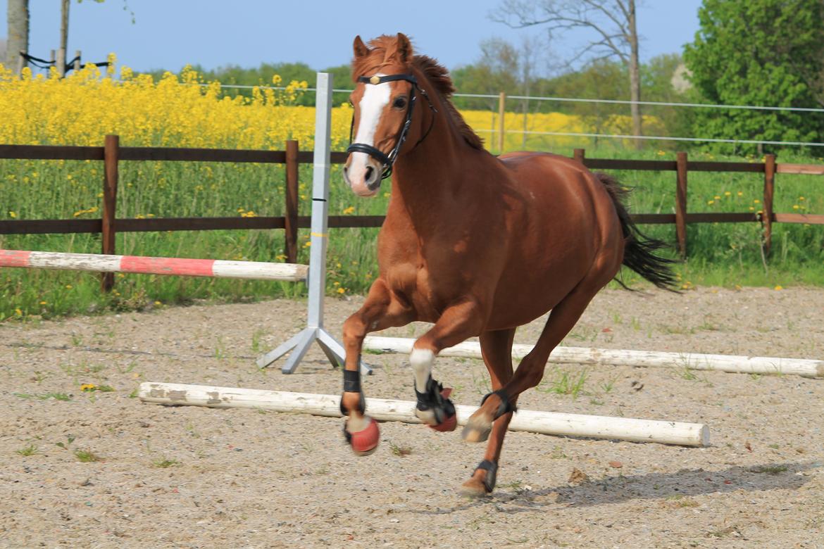 Hollandsk Sportspony Sonja billede 6