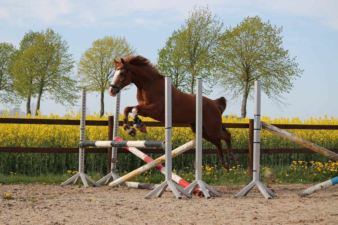 Hollandsk Sportspony Sonja billede 15