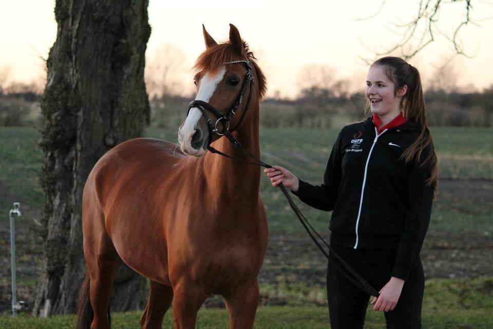 Hollandsk Sportspony Sonja billede 13