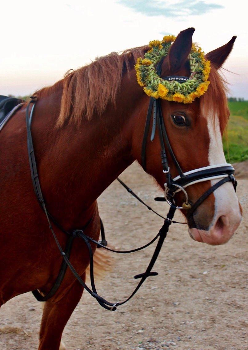 Welsh Cob (sec D) Haymo's Avador (aka. Lille Røde) billede 26