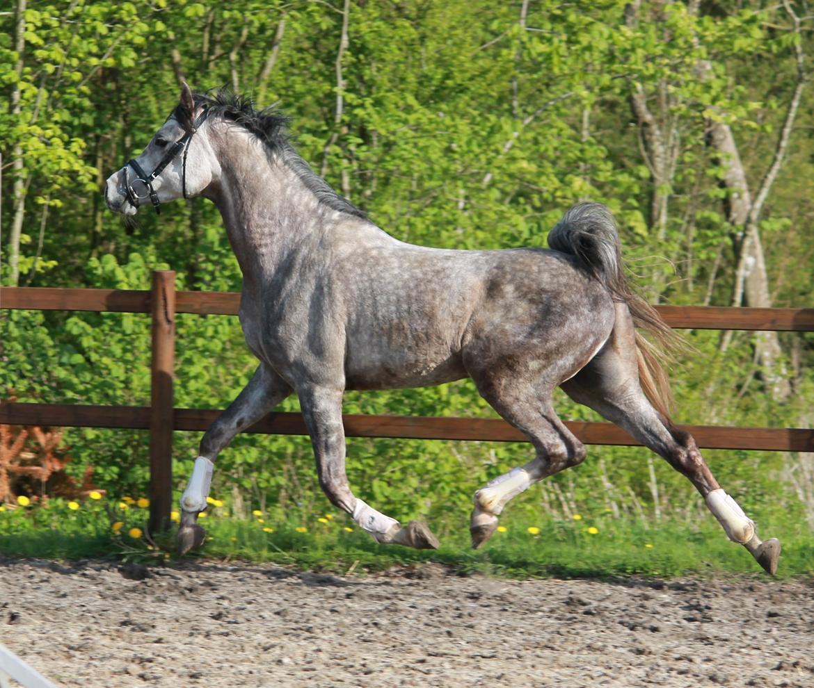 Anden særlig race Esico  billede 2