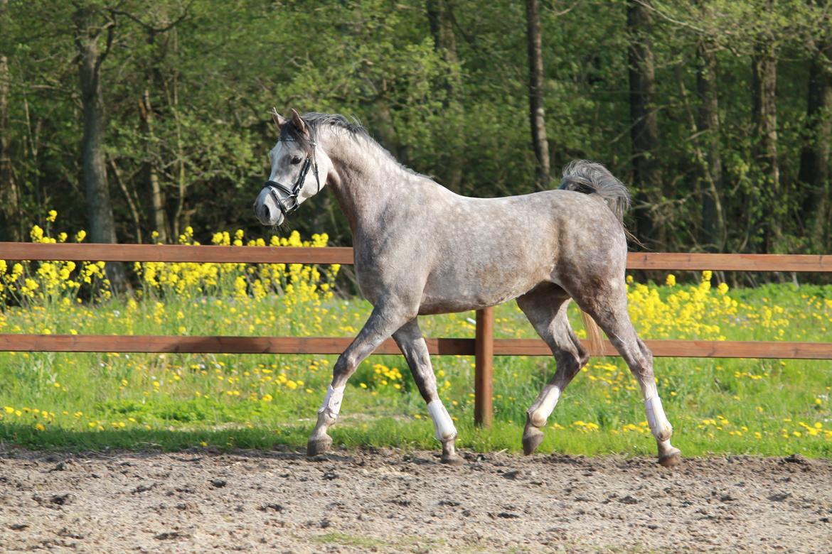 Anden særlig race Esico  billede 4