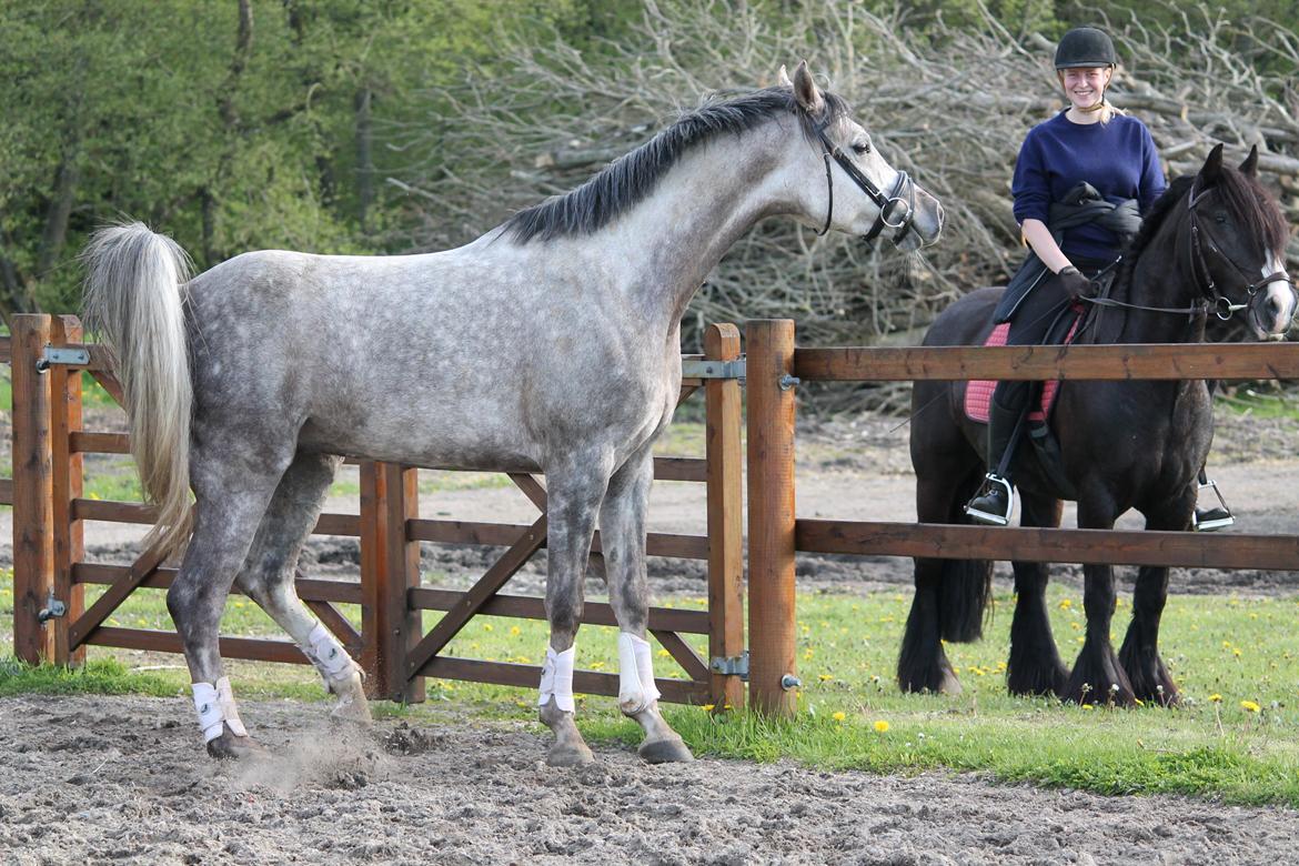 Anden særlig race Esico  billede 16