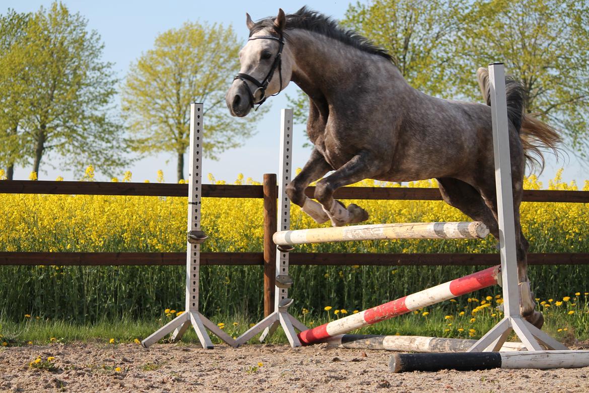 Anden særlig race Esico  billede 17