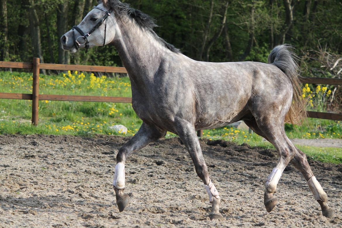 Anden særlig race Esico  billede 18