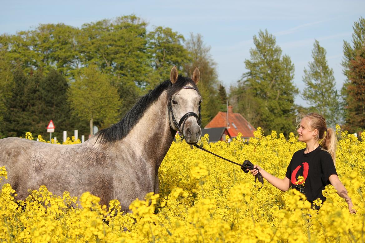 Anden særlig race Esico  billede 1