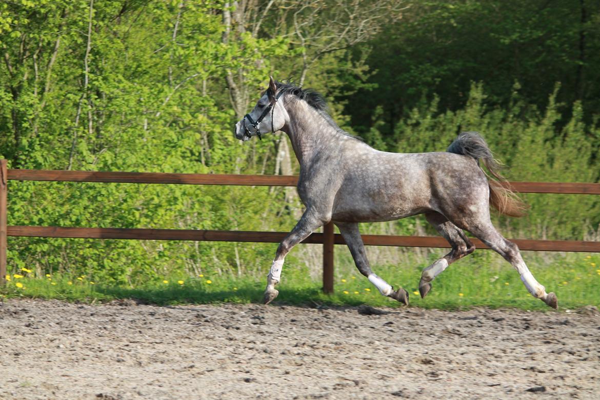 Anden særlig race Esico  billede 19